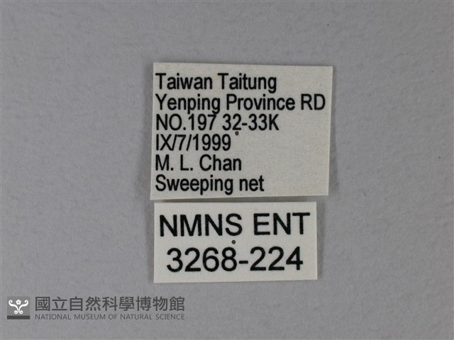 苧麻細蝶藏品圖，第3張