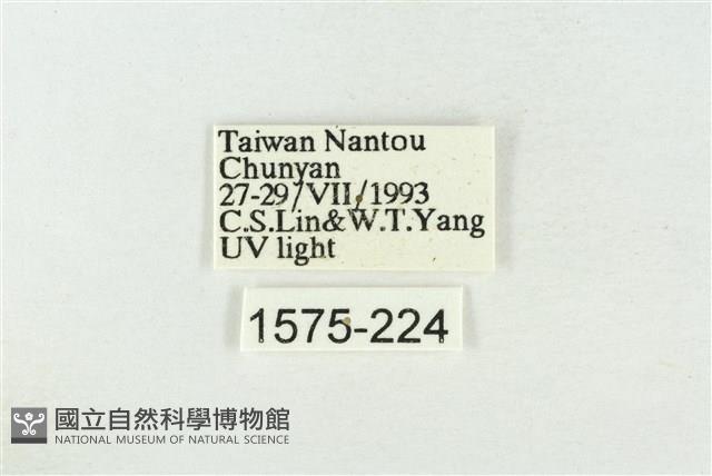 臺洒波紋蛾藏品圖，第3張