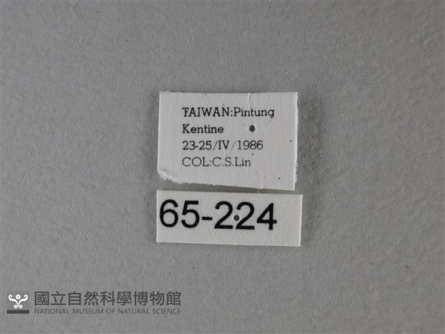 大白斑蝶藏品圖，第3張