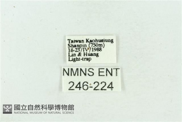 菊池污燈蛾藏品圖，第3張