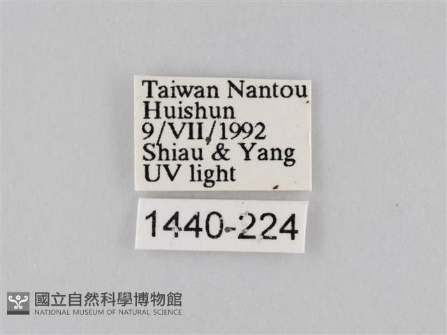 橙擬燈蛾藏品圖，第3張