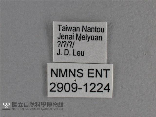 寬邊橙斑弄蝶藏品圖，第3張