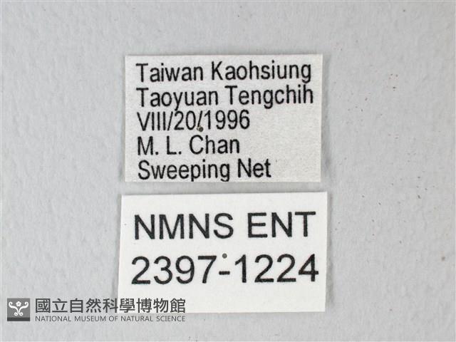 錨紋蛾藏品圖，第3張