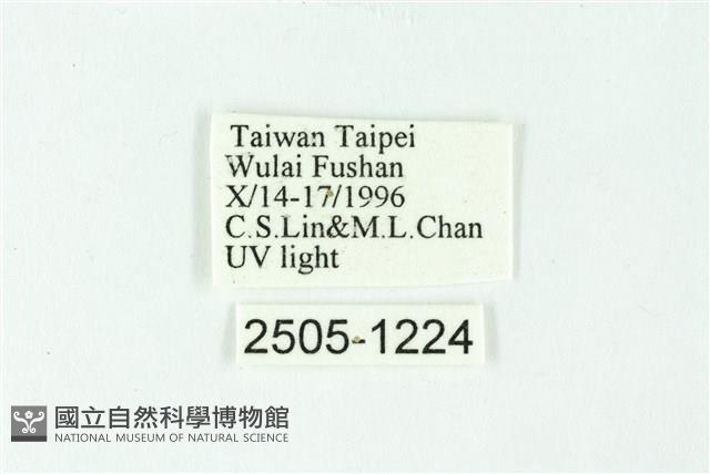 三色豔苔蛾藏品圖，第3張