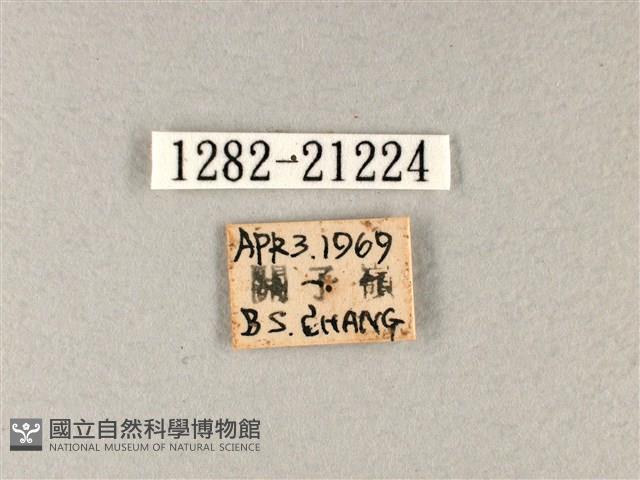 禾弄蝶藏品圖，第3張