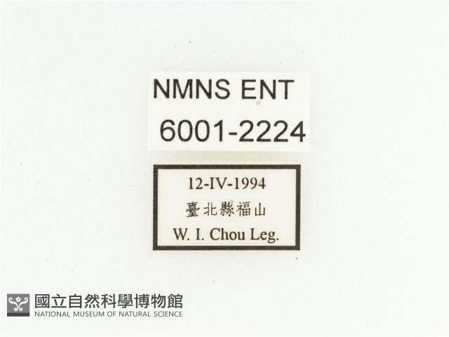 馬場青銅金龜藏品圖，第2張