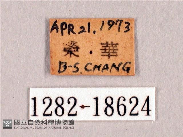 臺灣洒灰蝶藏品圖，第3張