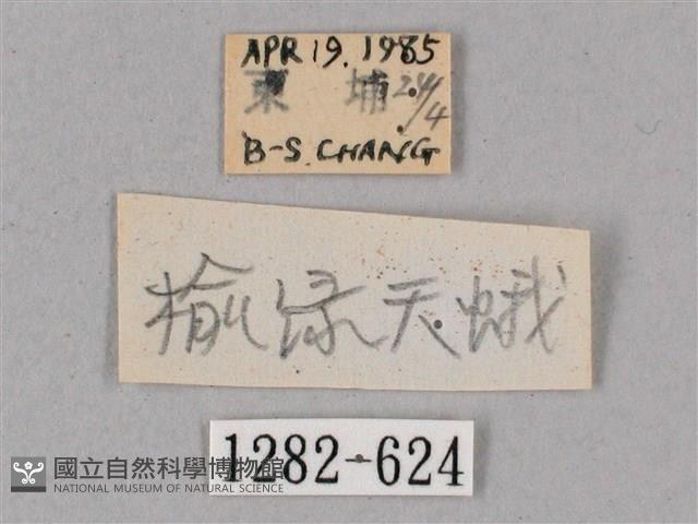 榆綠天蛾藏品圖，第3張