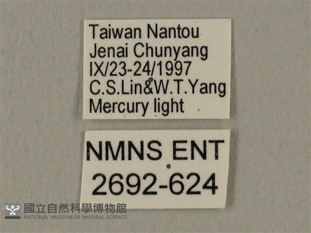 蝦殼天蛾藏品圖，第3張