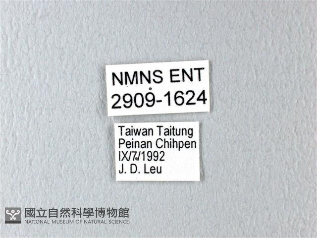 多姿麝鳳蝶藏品圖，第3張
