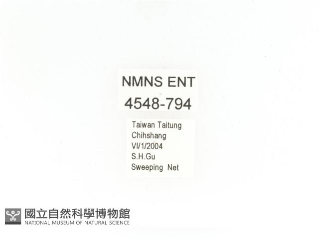 金艷騷金龜藏品圖，第2張