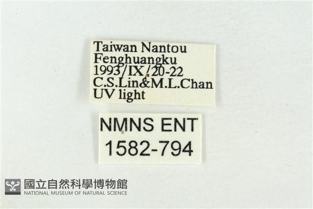 素木綠刺蛾藏品圖，第3張