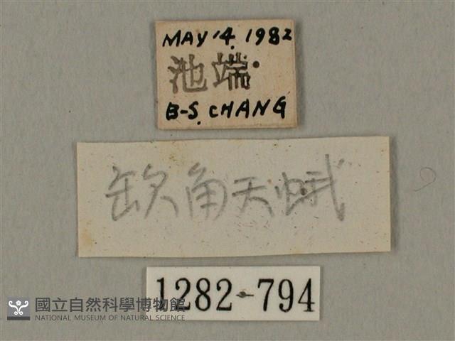 半緣缺角天蛾藏品圖，第3張