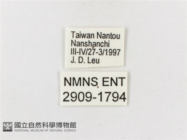 雙尾蛺蝶藏品圖，第3張