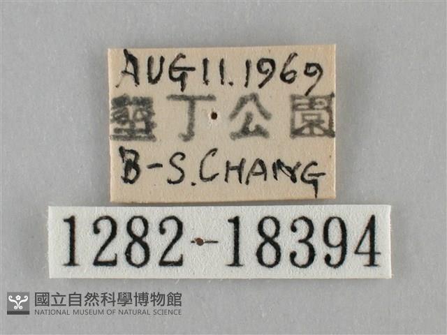 纖粉蝶藏品圖，第3張