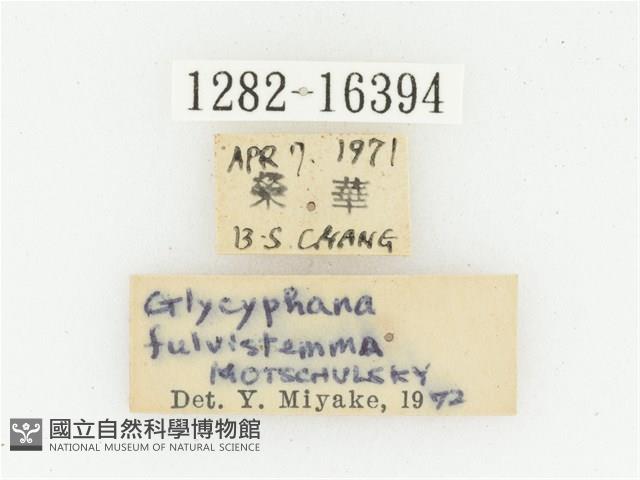 偽橫斑黑花金龜藏品圖，第2張