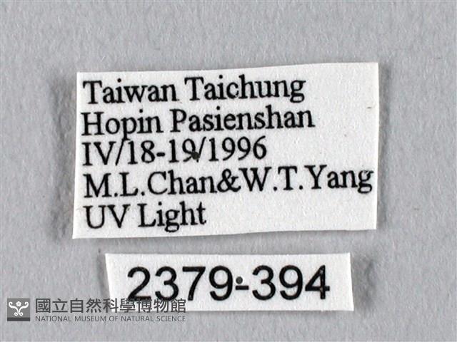 眉紋天蠶蛾藏品圖，第3張