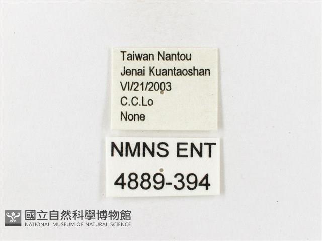 山龍眼螢斑蛾、雙星螢班蛾藏品圖，第3張