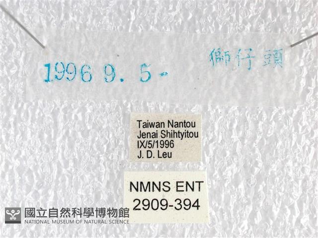 橙翅傘弄蝶藏品圖，第3張