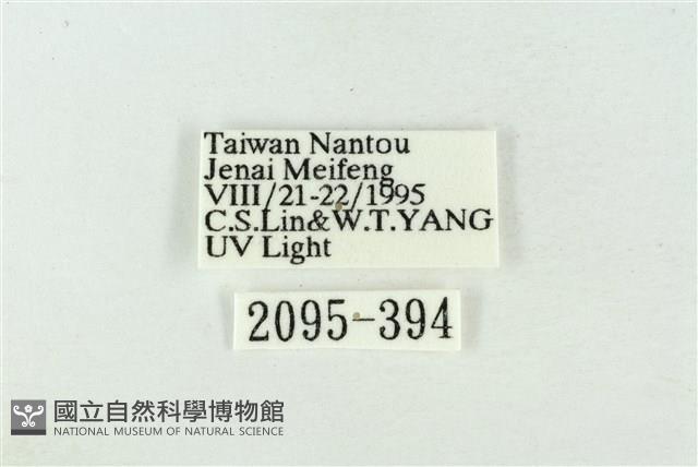 臺洒波紋蛾藏品圖，第3張