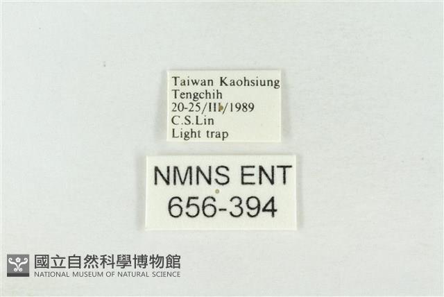 連珠波紋蛾藏品圖，第3張