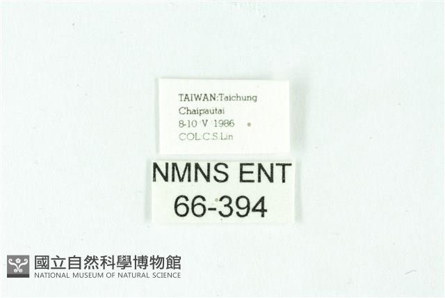 三條橙燈蛾藏品圖，第3張