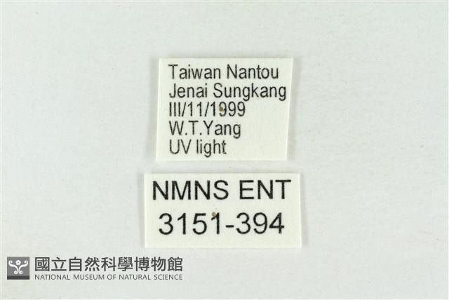 帶波紋蛾藏品圖，第3張