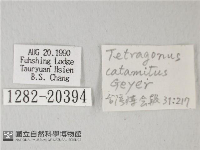 隱錨紋蛾藏品圖，第3張