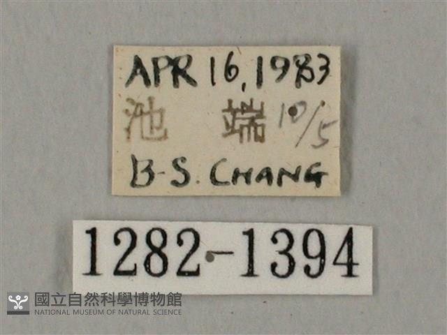 圓斑鷹翅天蛾藏品圖，第3張