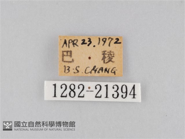 大波眼蝶藏品圖，第3張