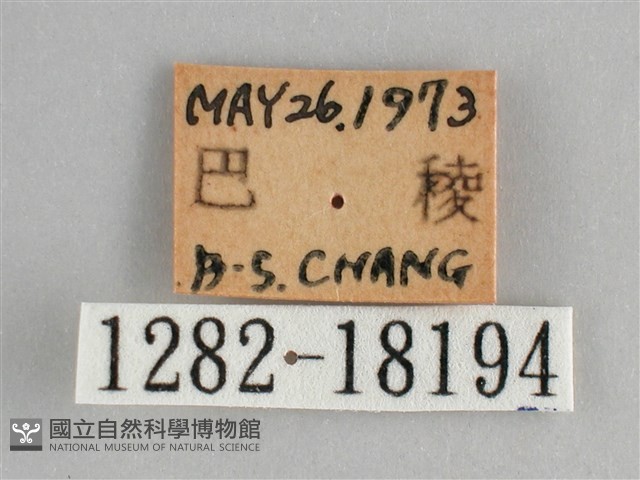 金鎧蛺蝶藏品圖，第3張