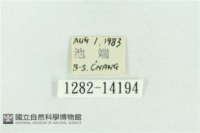 粉紅帶散紋夜蛾藏品圖，第3張