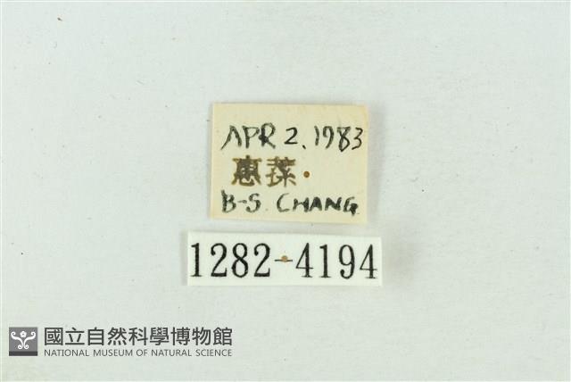 菊池污燈蛾藏品圖，第3張