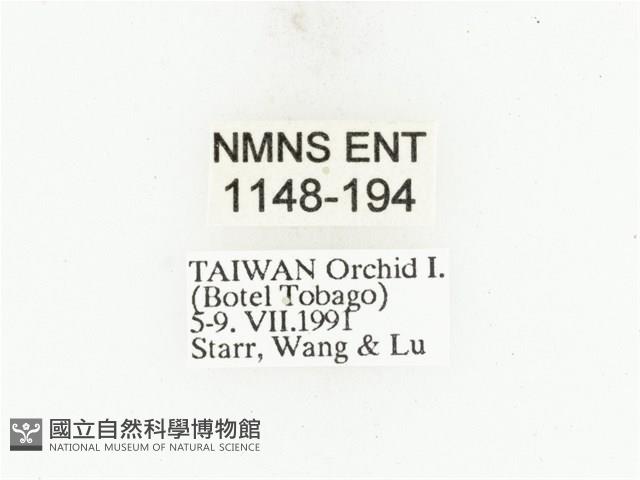 藍艷白點花金龜藏品圖，第2張