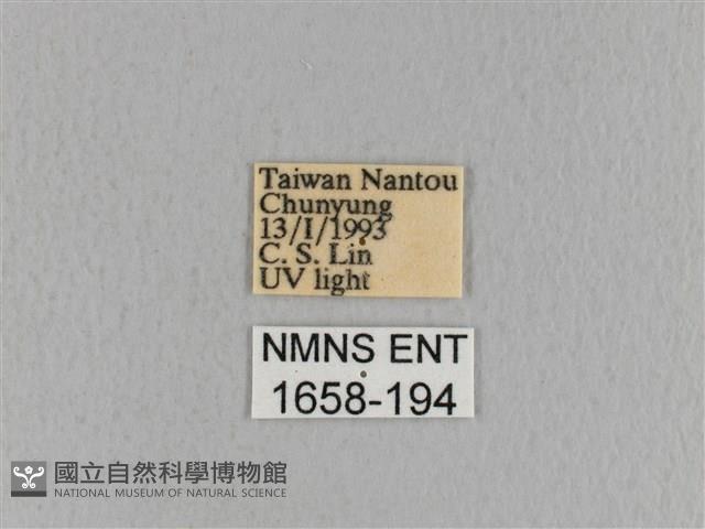 青枯葉蛾藏品圖，第3張