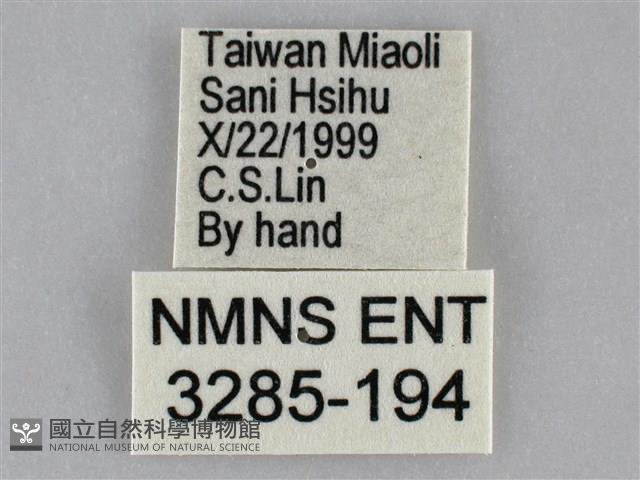 三角凹緣天蛾藏品圖，第3張