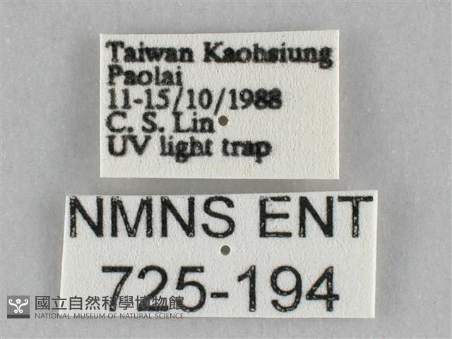 橙擬燈蛾藏品圖，第3張