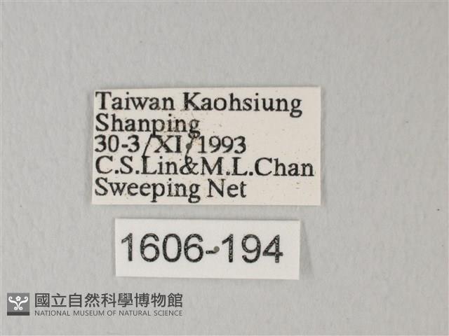 帶錨紋蛾藏品圖，第3張