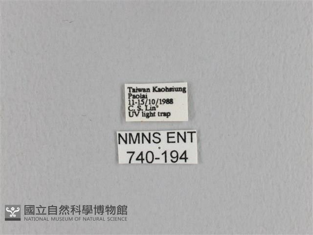 松大毛蟲藏品圖，第3張