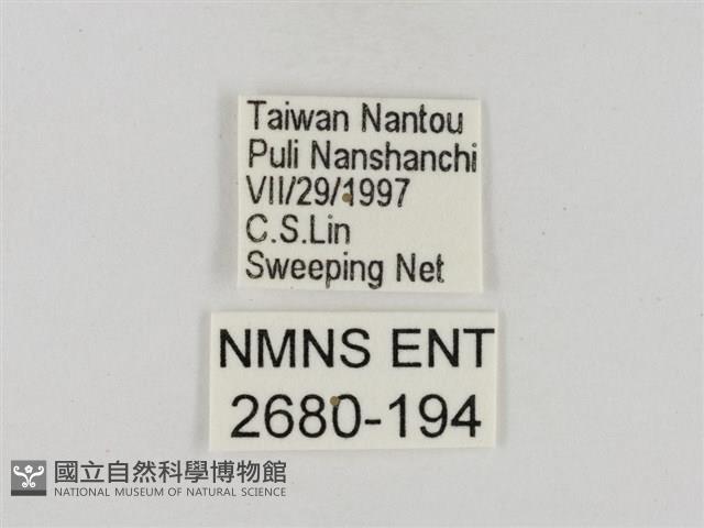 淡褐脈粉蝶藏品圖，第3張