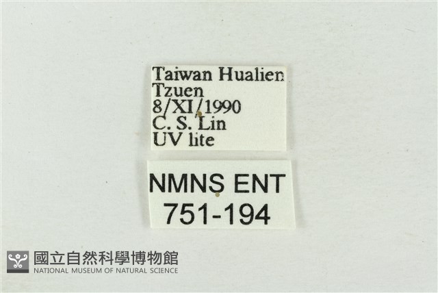 印華波紋蛾藏品圖，第3張