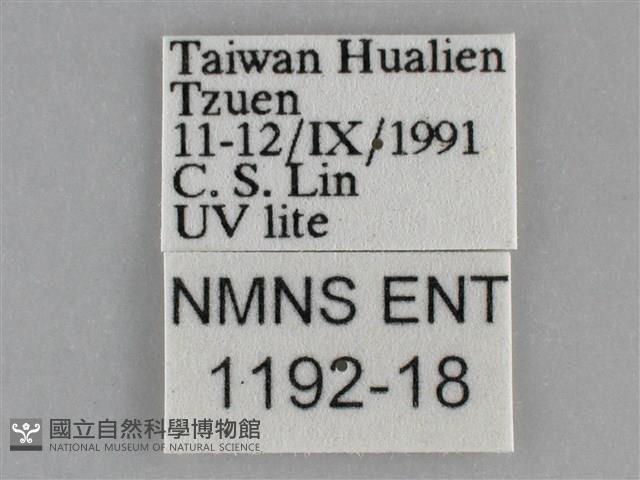 雙峰霜尺蛾藏品圖，第3張