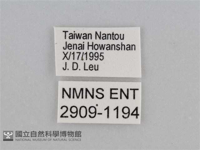 紫帶眉眼蝶藏品圖，第3張