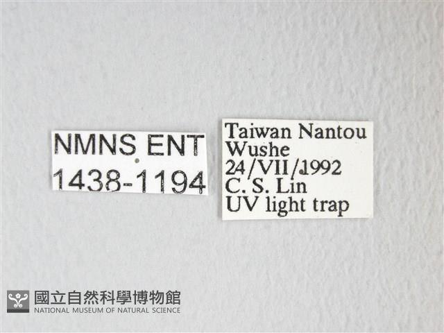 圓翅大鉤蛾藏品圖，第3張