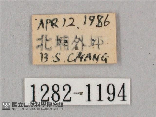 黑角六點天蛾藏品圖，第3張