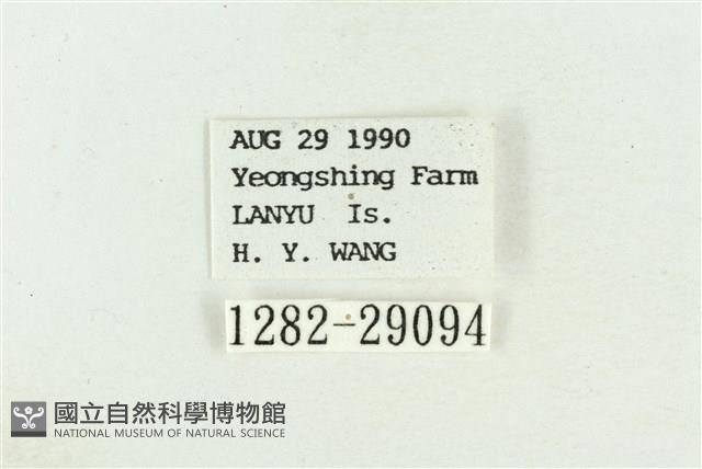 弧角散紋夜蛾藏品圖，第3張