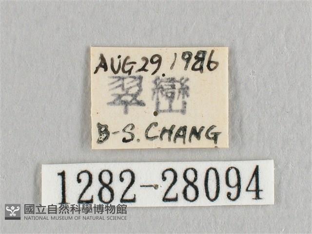 接骨木帶鉤蛾藏品圖，第3張