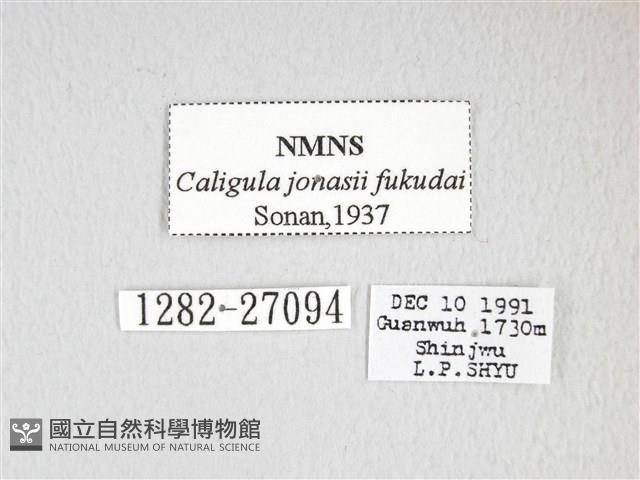 綠目天蠶蛾藏品圖，第3張