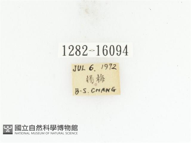 藍艷白點花金龜藏品圖，第2張