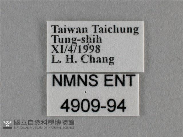 細灰蝶藏品圖，第3張